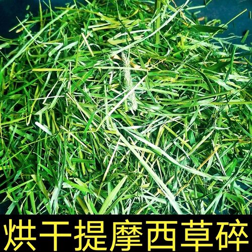 21年烘干北提摩西500g荷兰猪草