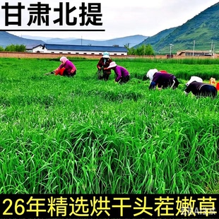 26年烘干北提摩西草500g包邮兔兔干草龙猫荷兰猪粮草饲料摩西提草