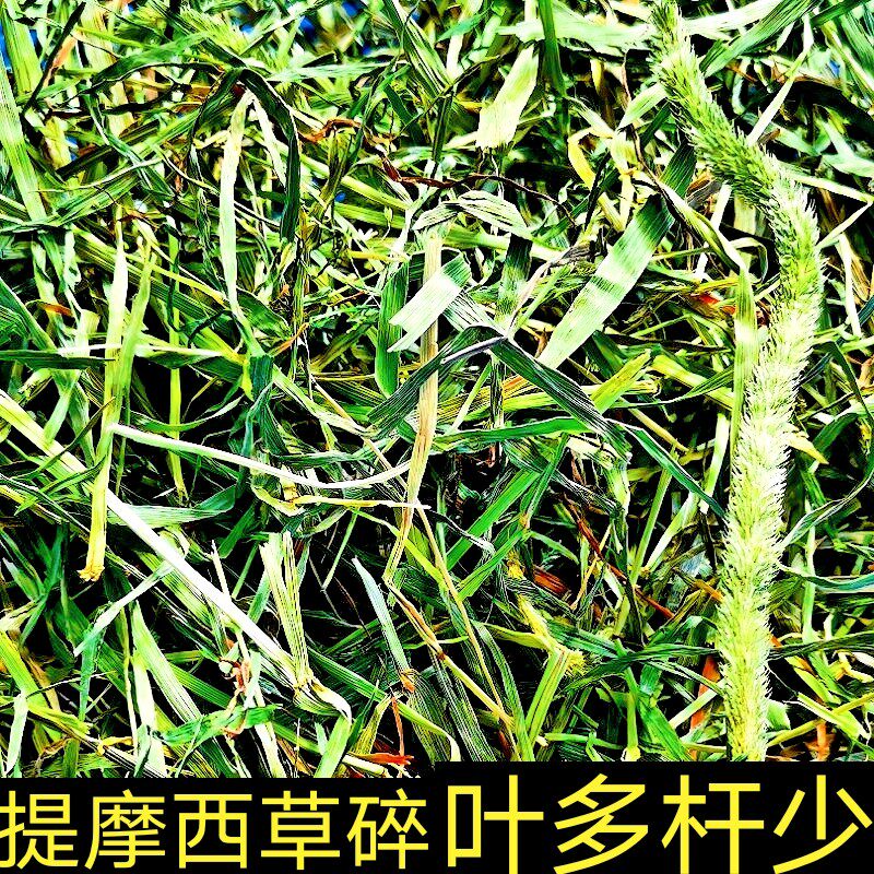 21年4斤碎草包邮提摩西草