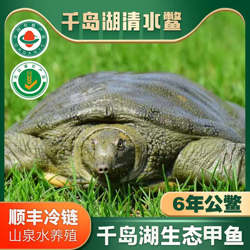 千岛湖甲鱼鲜活6年老公鳖2斤大生态外塘食用水鱼团鱼健康礼品,水产肉类/新鲜蔬果/熟食,甲鱼,淘宝优惠券,粉丝福利购,淘宝优惠卷