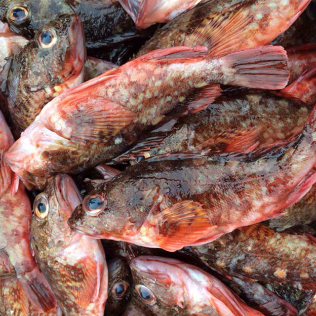 东山岛野生海鲜虎头鱼现捕鲜活生鲜水产石公鱼  褐菖鲉 500g