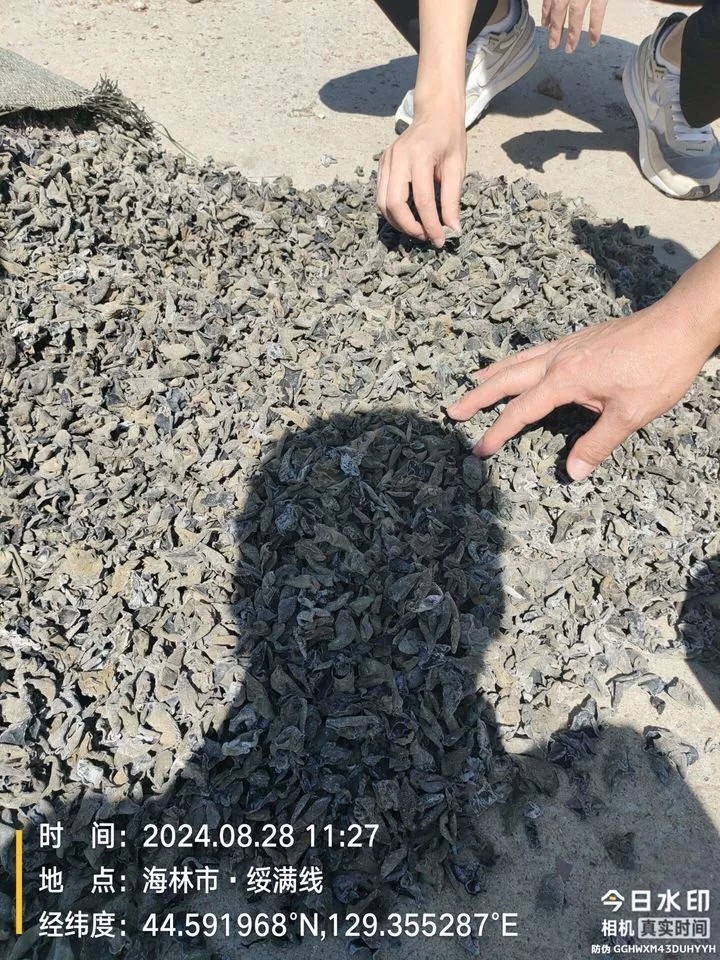 1月7日牡丹江大棚木耳共计109350斤网络拍卖公告