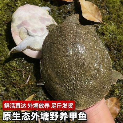 星仔岛大甲鱼外塘放养精品鳖雌雄水鱼活体团鱼食用生态鲜活王八
