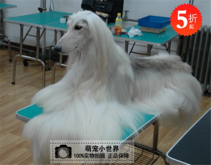白色阿富汗猎犬长毛狗狗幼犬出售活体宠物北京繁殖秋田犬魏玛猎犬