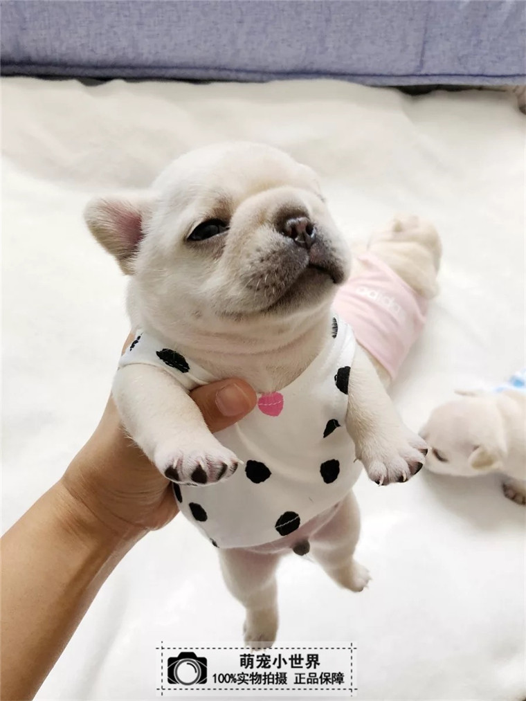 北京犬舍法斗短毛法斗幼犬法国斗牛犬活体奶白色法牛小型犬狗狗