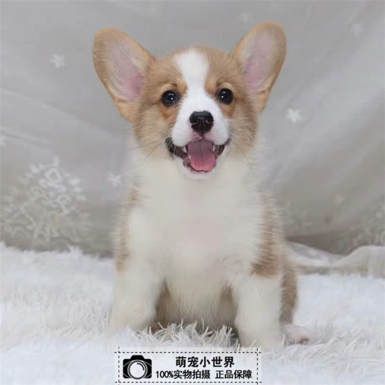 纯种柯基犬幼犬 北京短腿柯基两色三色短毛柯基犬狗狗