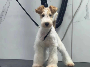 北京犬舍刚毛猎狐梗幼犬狗狗现货纯种活体猎狐梗宠物狗狗可看实物