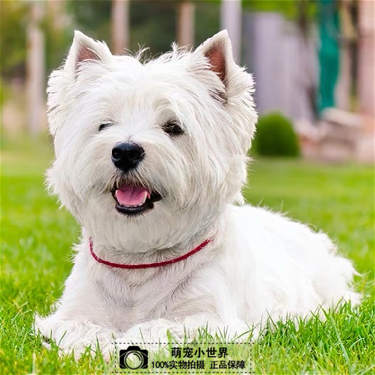 纯种西高地幼犬家养小型茶杯西高地犬赛级西高地白梗活体宠物狗狗