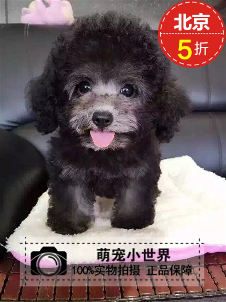Sell grey Teddy Puppies teacup VIP Puppies Thoroughbred Pets Dogs Bichon living thingin the Pet/Pet food and supplies , Dogs  category - from Buy2taobao.com to provide professional Taobao agent buy service