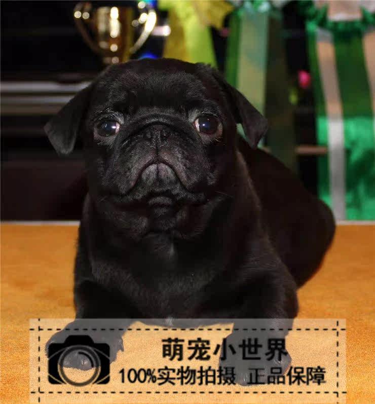 巴哥幼犬活体 纯种黑色巴哥犬幼犬活体宠物狗狗 巴哥幼犬小型犬|ruв категории животное/Животное питание и принадлежностей, собака - от Buy2taobao.com для оказания профессиональной услуги покупки агента Taobao