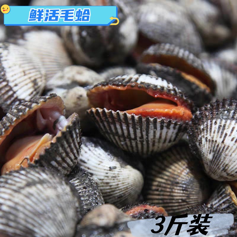 海鲜水产鲜活贝类毛蛤薛蛤