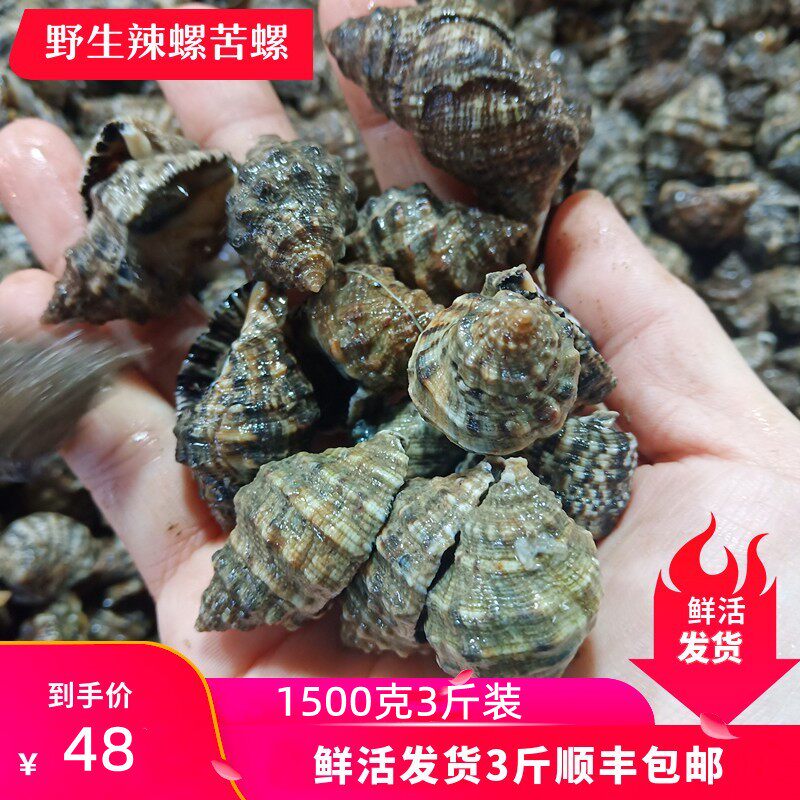辣螺鲜活青岛海鲜贝类水产苦螺海捕生大小海螺现捕现发每份2斤装