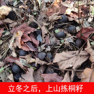 当季新货野生油桐籽 晒干河南桐油子桐油深山桐籽桐果桐油农产品
