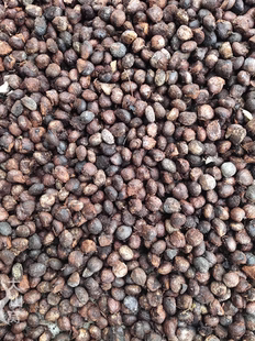 深山野生桐籽油桐子果桐子仁新货深山直达新不可食用生态河南榨油