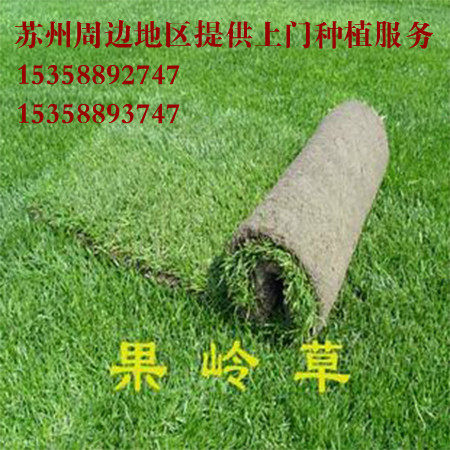 皮带土泥百慕大狗牙根包邮草坪草