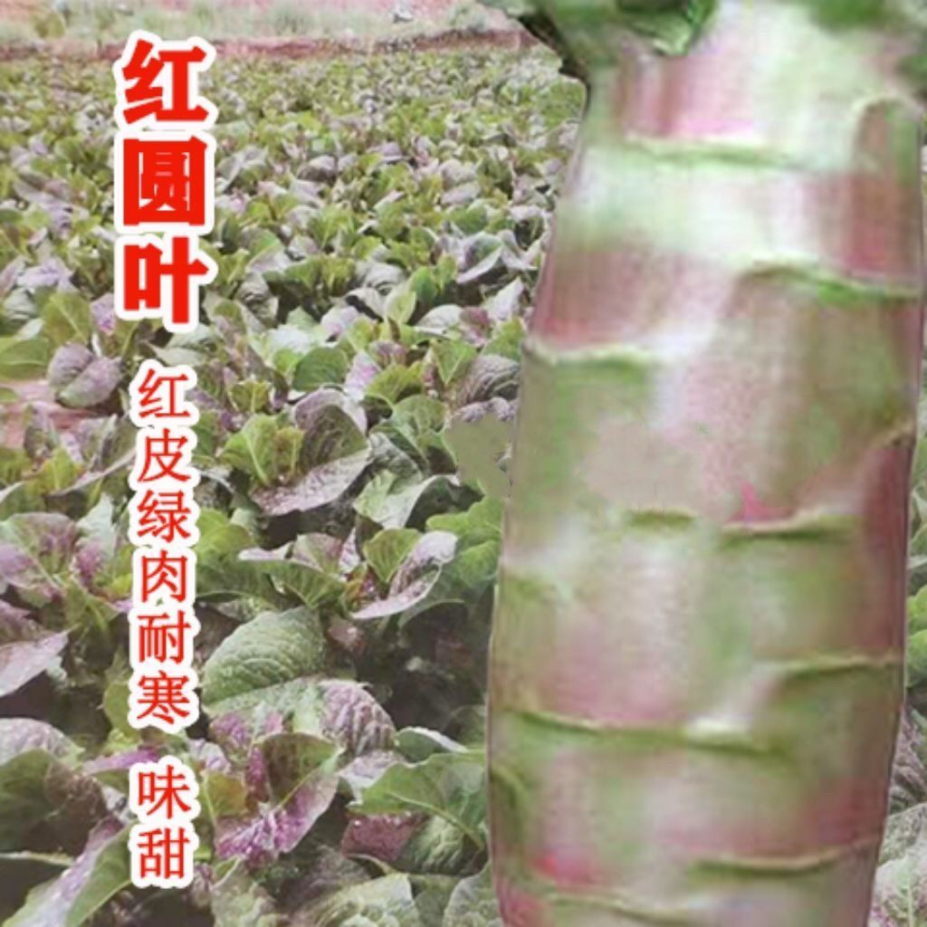鸡腿型红皮圆叶莴笋种子绿肉高产耐热耐寒秋冬季蔬菜种子农用物资