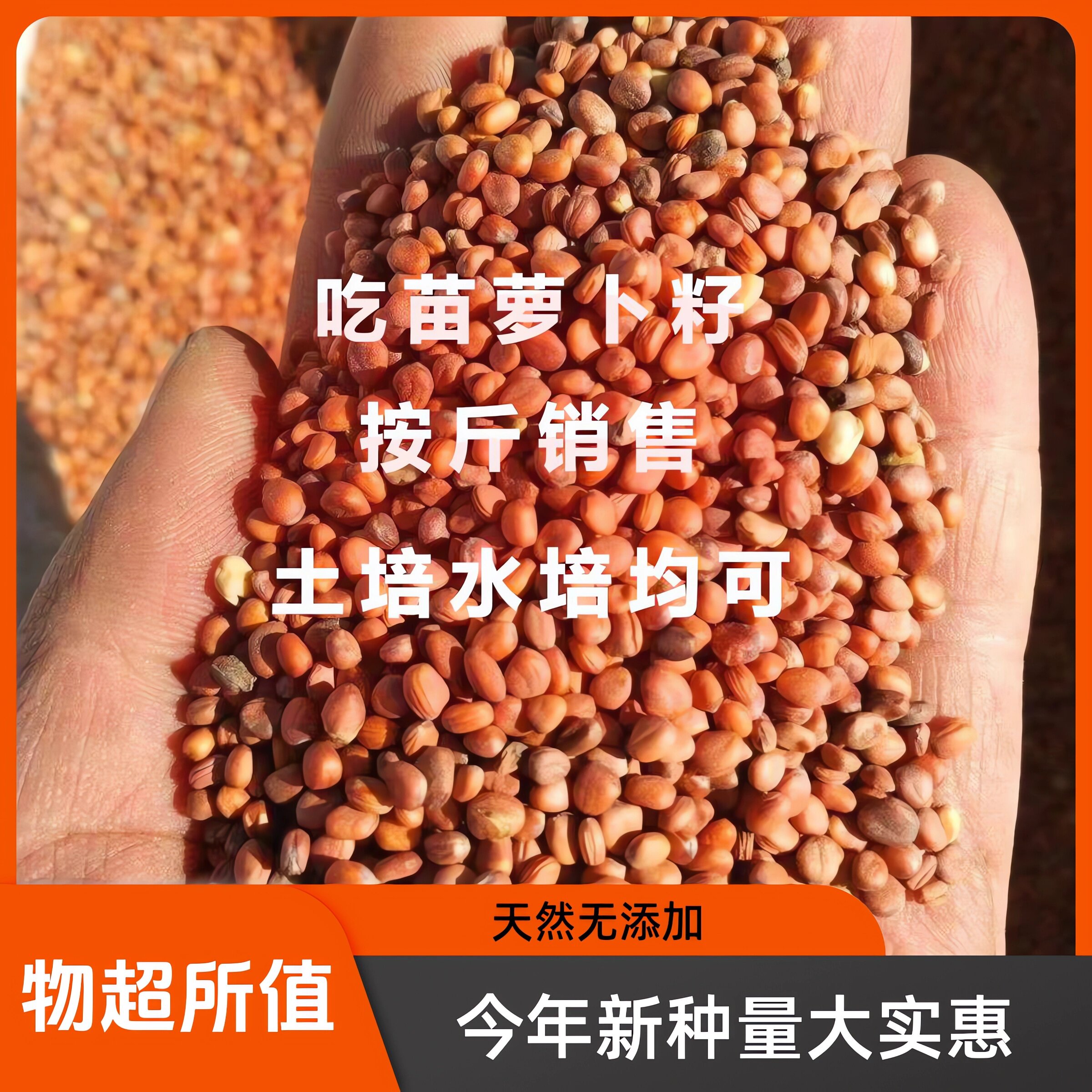 吃苗萝卜种子正品批发包邮按斤卖芽苗菜白萝卜种籽莱菔子四季种植 - 实物图