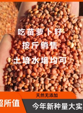 吃苗萝卜种子正品批发包邮