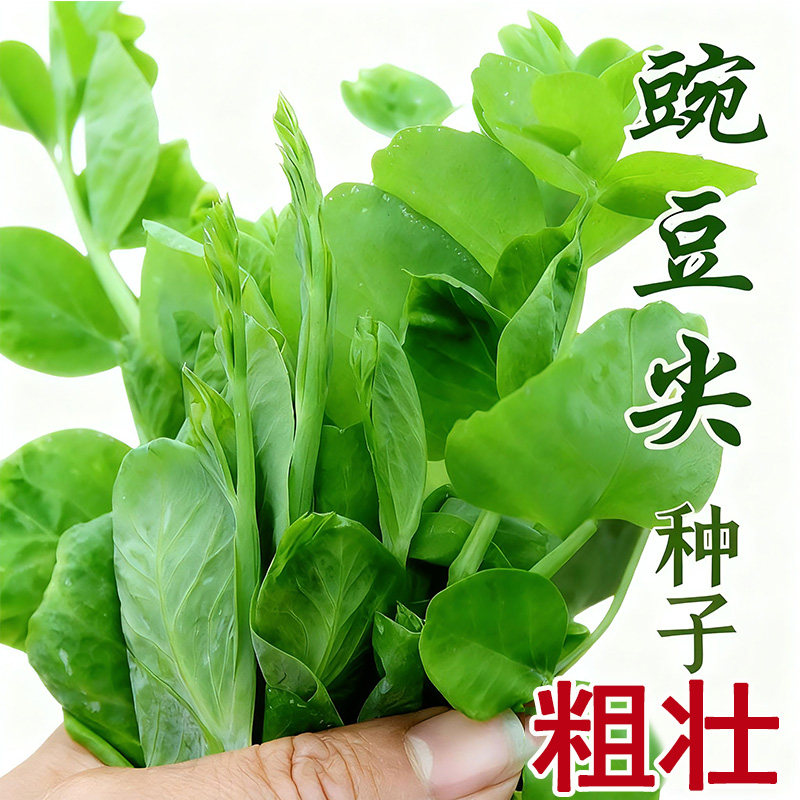 (专吃豌豆尖)胖豌豆苗种子特大豆尖水培豆芽大碗豆尖芽菜种子四季