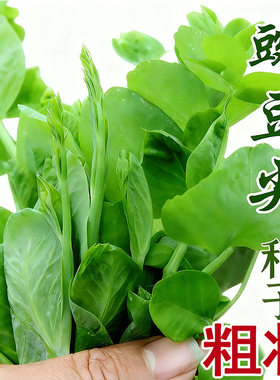 (专吃豌豆尖)胖豌豆苗种子特大豆尖水培豆芽大碗豆尖芽菜种子四季