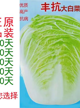 丰抗白菜种子蔬菜种孑