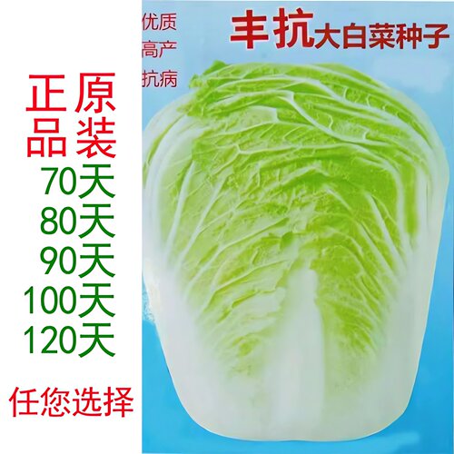 丰抗白菜种子蔬菜种孑
