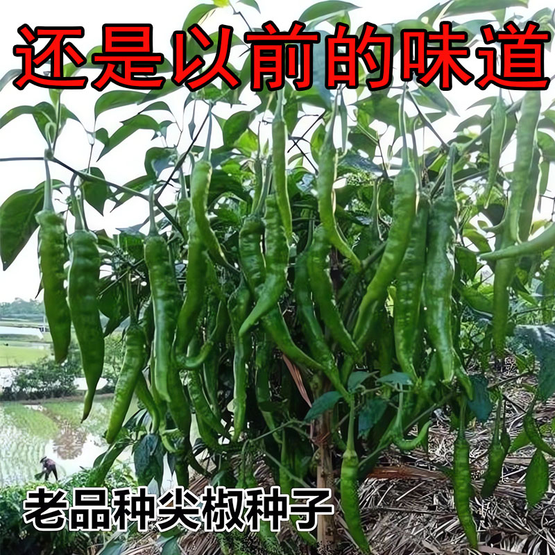 老品种高产早熟非转基因辣椒种子图片