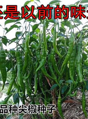 老品种高产早熟非转基因辣椒种子