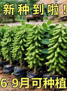 九月鲜毛豆种子大粒晚熟重阳豆种