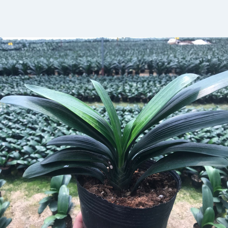 精品君子兰盆栽带花苞圆头和尚绿植花卉高端名贵品种鞍山室内老苗