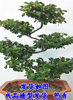 带造型珍珠梅成品带花苞