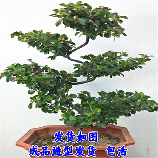 珍珠梅盆栽带花苞室内外阳台平枝荀子红花红果S造型四季开花盆景