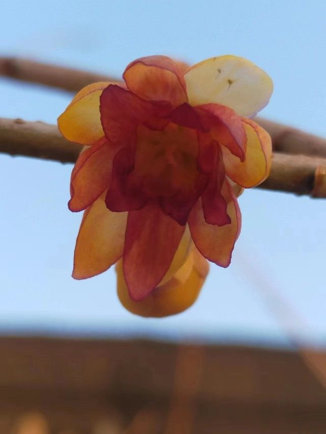鄢陵红香妃紫色腊梅庭院盆栽室内浓香型耐寒植物地栽丛生矮化