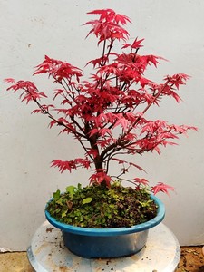 日本红枫盆景老桩原生红舞姬造型桩阳台庭院树苗办公桌盆栽植物