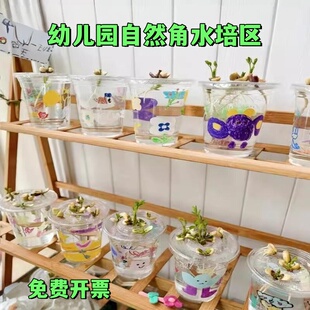幼儿园春日自然角主题活动水培种植杯子植物角种子养护观察透明杯