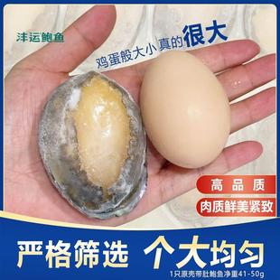 沣运福建连江鲍鱼新鲜冷冻极速锁鲜大个海鲜水产商用礼盒顺丰