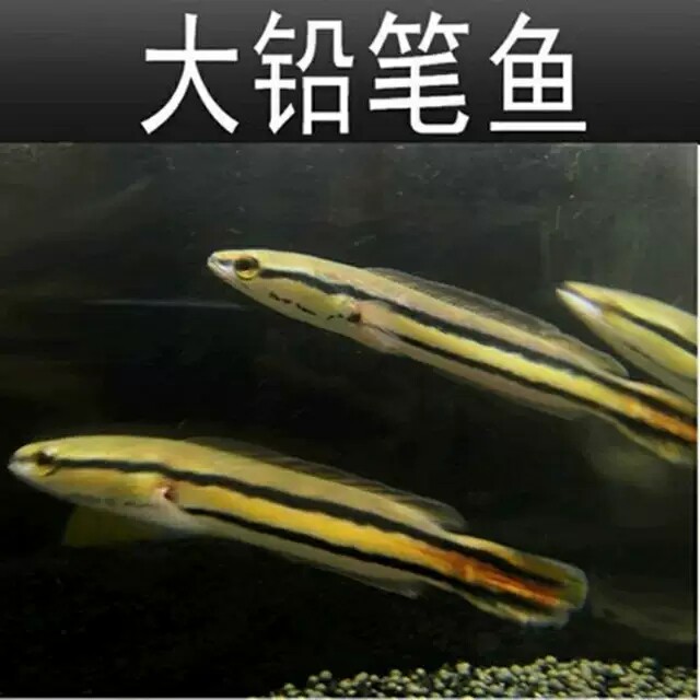 大铅笔鱼好养包活8-39