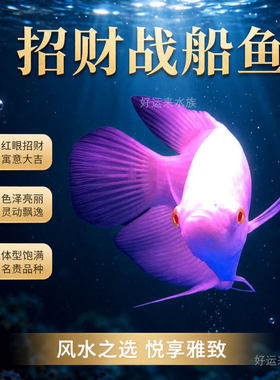 红眼招财鱼发财鱼包活包发财