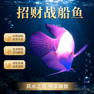 热带红眼招财鱼战船鱼活鱼古代发财鱼中大型热带淡水观赏鱼风水鱼