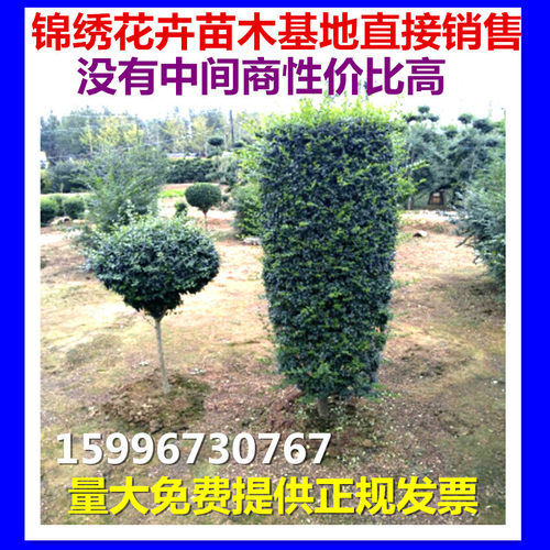 园林花坛苗木造型树小叶女贞
