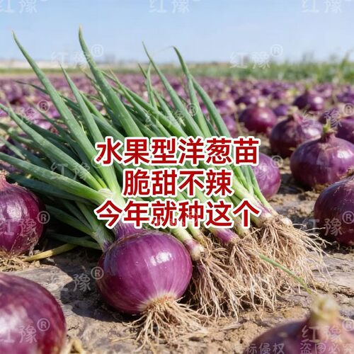 水果红皮紫皮洋葱苗秧带根种植苗大圆葱耐寒洋葱秧苗秋冬蔬菜苗