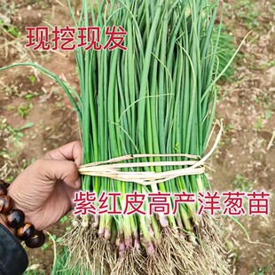 洋葱秧苗山东紫皮洋葱苗水果洋葱苗耐寒易活新鲜栽苗秧子现挖现卖