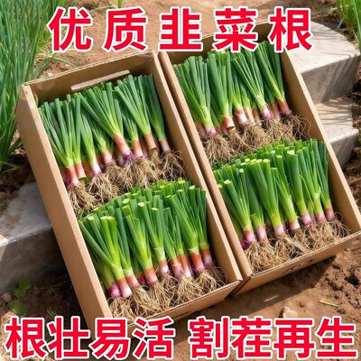现挖新韭菜根苗香韭菜小叶本土韭菜根老土品种紫红根细叶阳台地栽