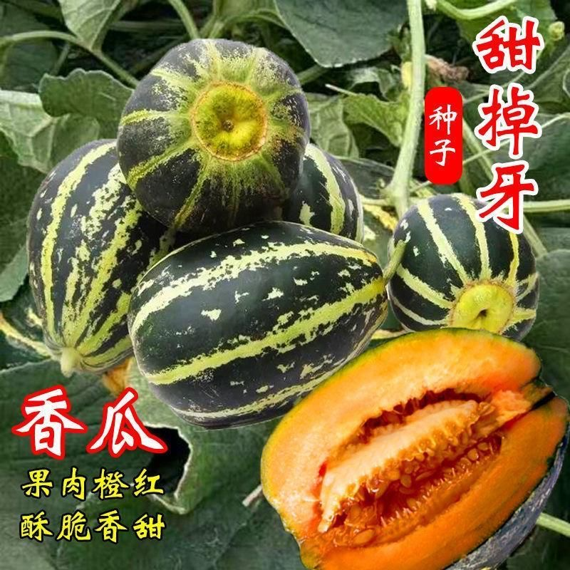 冰糖子甜掉牙甜瓜种子高产绿宝石香瓜籽春季庭院阳台盆栽水果种子