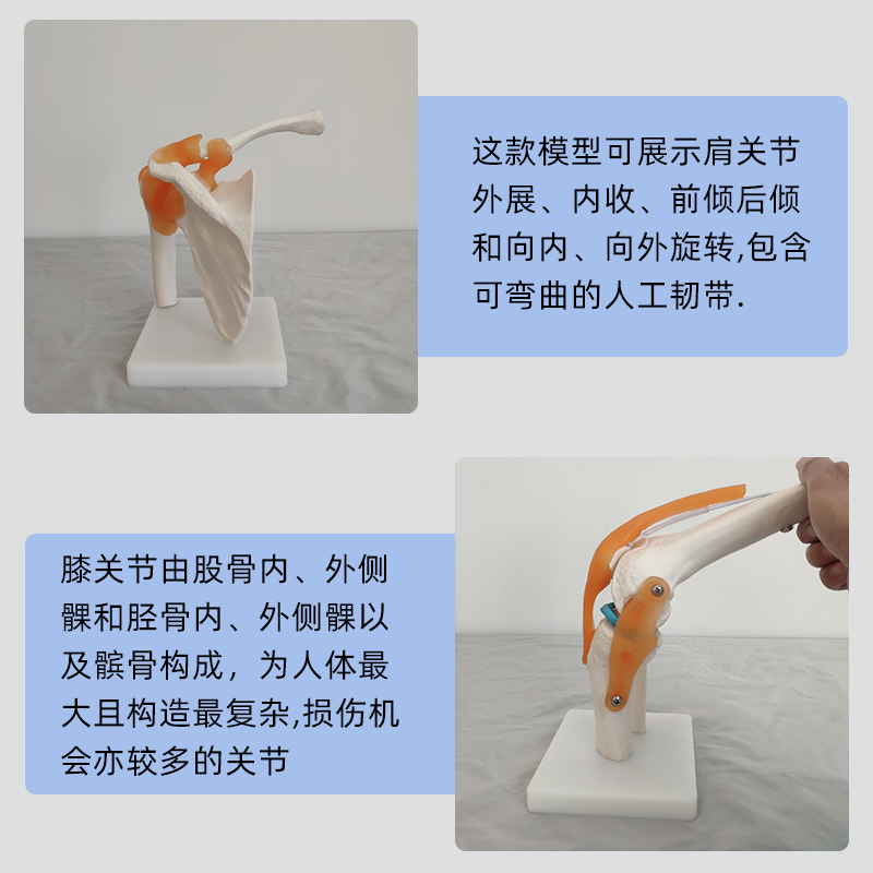 人体膝关节肩关节肘髋手脚加固骨骼模型医学教用韧带颈椎腰椎塑胶 玩具/童车/益智/积木/模型 其他模型玩具 原图主图