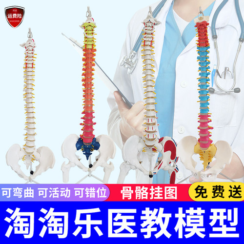 白色彩色人体脊椎模型带骨盆半腿骨尾骨脊柱骨骼骨架医用颈椎腰椎 - 封面