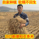 2023东北黑龙江特产延寿胚芽稻花香大米10斤五优稻长粒宝宝吃