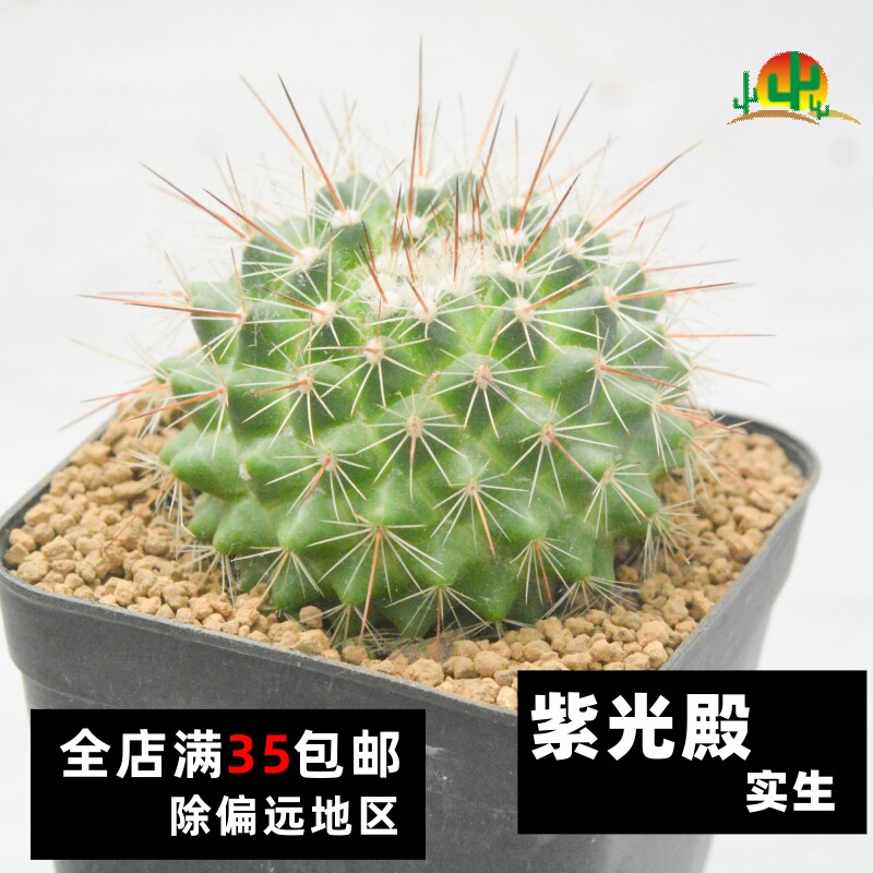 【仙人联盟】紫光殿 实生 仙人球开花美球小盆栽满35包邮