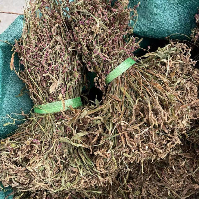 热卖【盘龙参】贵州盘龙参干货猪鞭草 鲤鱼草 龙抱柱 一线香好货