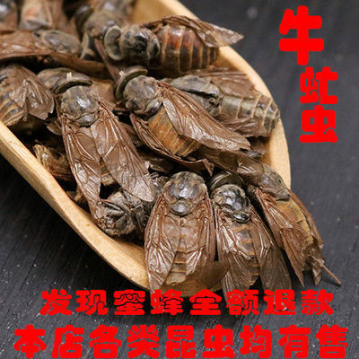 精品牛虻虫牛牤虫完整大个牛苍蝇牛氓虫牛蚊子牤虫忙虫包邮真货
